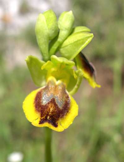 Ophrys phryganae