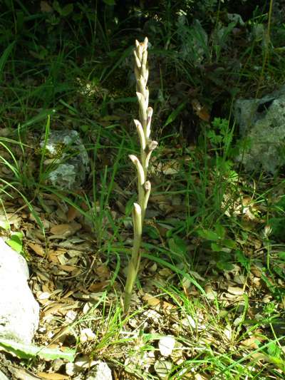 Limodorum abortivum