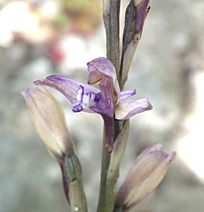 Limodorum abortivum