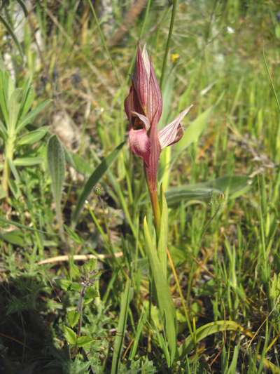 Serapia parviflora